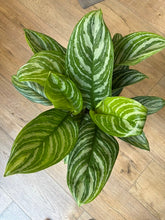 Kép betöltése a galériamegjelenítőbe: Aglaonema "Stripes" 17cm - Rákvirág - Chinese Evergreen
