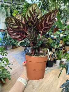 Calathea makoyana - Zebralevél - Tropical Home 