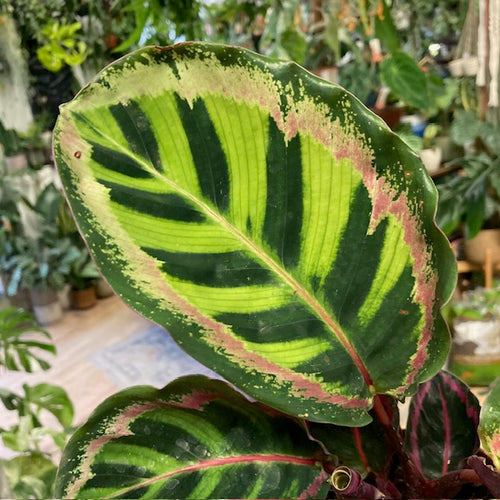 Calathea roseopicta 