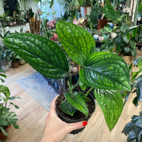 Monstera karstenianum 