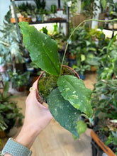 Kép betöltése a galériamegjelenítőbe: Hoya undulata splash 7. - Tropical Home 
