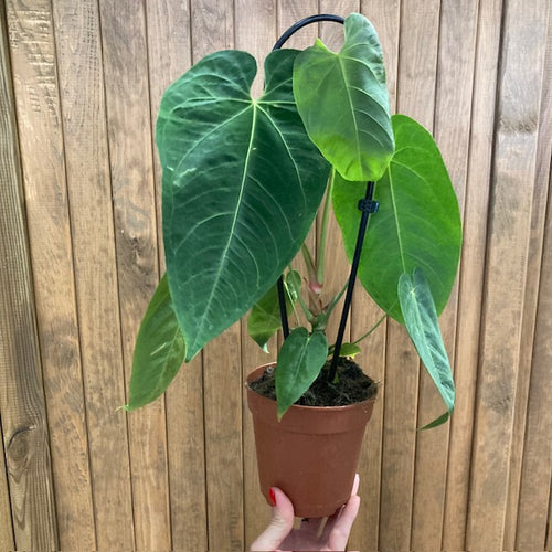 Anthurium queremalense - Tropical Home 