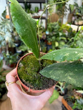 Kép betöltése a galériamegjelenítőbe: Hoya undulata splash 7. - Tropical Home 
