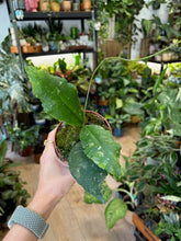 Kép betöltése a galériamegjelenítőbe: Hoya undulata splash 7. - Tropical Home 
