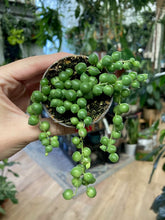 Kép betöltése a galériamegjelenítőbe: Senecio rowleyanus mini - Borsóka - String of pearls - Tropical Home 
