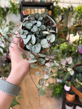 Kép betöltése a galériamegjelenítőbe: Ceropegia woodii - Ámpolna gyertyavirág - String of hearts
