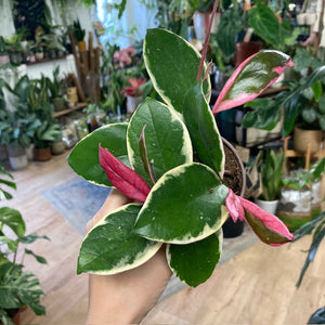 Hoya carnosa "Flamingo dream"- Húsos viaszvirág - Tropical Home 