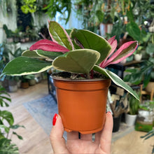 Kép betöltése a galériamegjelenítőbe: Hoya carnosa &quot;Flamingo dream&quot;- Húsos viaszvirág - Tropical Home 
