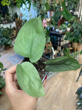 Kép betöltése a galériamegjelenítőbe: Scindapsus pictus &quot;Silver hero&quot; - Tropical Home 
