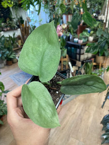 Scindapsus pictus "Silver hero" - Tropical Home 