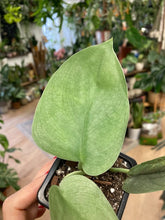 Kép betöltése a galériamegjelenítőbe: Scindapsus pictus &quot;Silver hero&quot; - Tropical Home 
