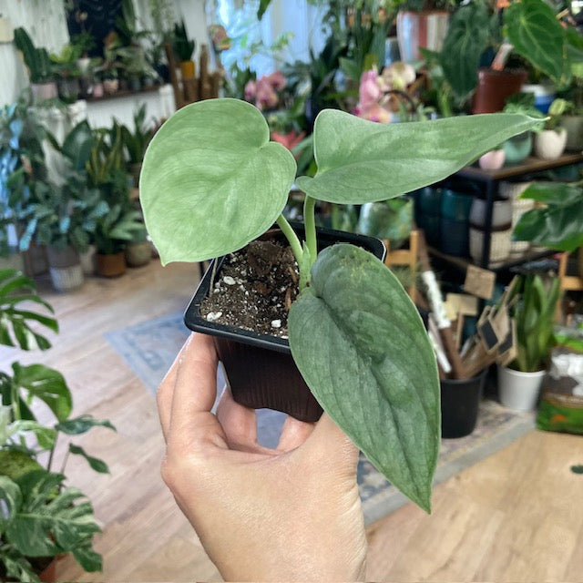 Scindapsus pictus 