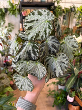 Kép betöltése a galériamegjelenítőbe: Begonia "Silver Jewel"
