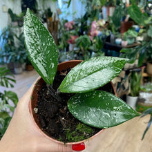 Kép betöltése a galériamegjelenítőbe: Hoya carnosa &quot;Stardust&quot; - Tropical Home 
