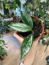Kép betöltése a galériamegjelenítőbe: Hoya carnosa &quot;Stardust&quot; - Tropical Home 

