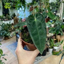 Kép betöltése a galériamegjelenítőbe: Anthurium papillilaminum - Tropical Home 
