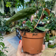 Kép betöltése a galériamegjelenítőbe: Anthurium papillilaminum - Tropical Home 
