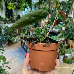 Anthurium papillilaminum - Tropical Home 