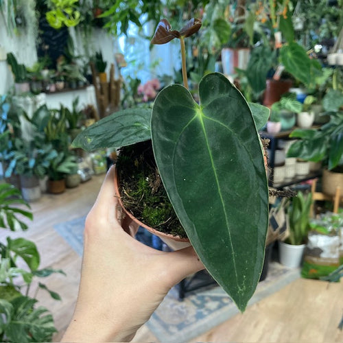 Anthurium papillilaminum - Tropical Home 