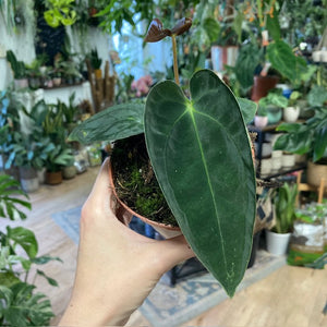 Anthurium papillilaminum - Tropical Home 
