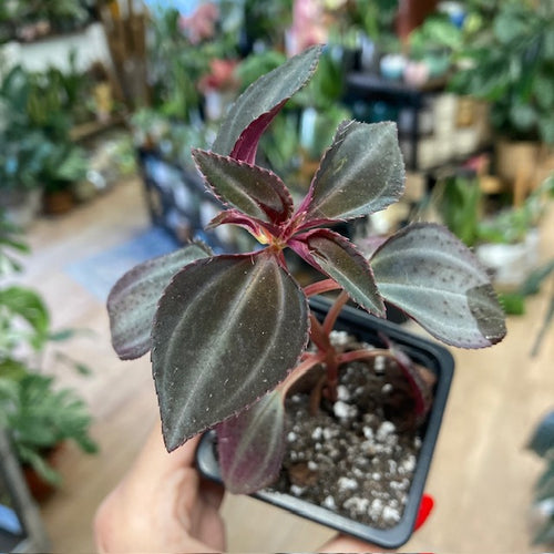 Arthrostemma parvifolium - Tropical Home 