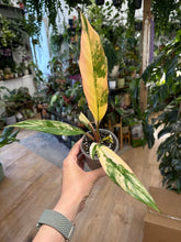 Kép betöltése a galériamegjelenítőbe: Philodendron caramel marble 8cm 1.
