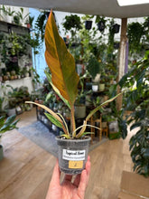 Kép betöltése a galériamegjelenítőbe: Philodendron caramel marble 8cm 2.
