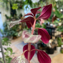 Kép betöltése a galériamegjelenítőbe: Arthrostemma parvifolium - Tropical Home 
