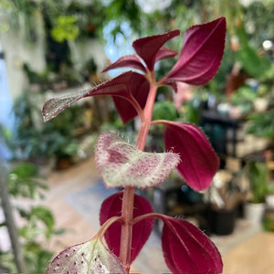 Arthrostemma parvifolium - Tropical Home 