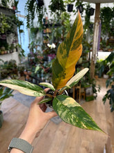 Kép betöltése a galériamegjelenítőbe: Philodendron caramel marble 8cm 2.
