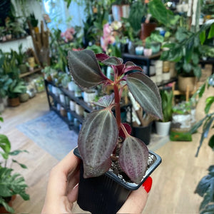 Arthrostemma parvifolium - Tropical Home 
