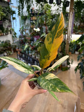 Kép betöltése a galériamegjelenítőbe: Philodendron caramel marble 8cm 2.
