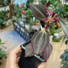 Kép betöltése a galériamegjelenítőbe: Arthrostemma parvifolium - Tropical Home 
