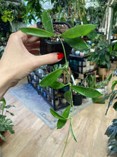 Kép betöltése a galériamegjelenítőbe: Hoya stoneana - Tropical Home 
