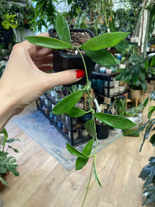 Hoya stoneana - Tropical Home 