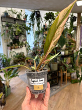 Kép betöltése a galériamegjelenítőbe: Philodendron caramel marble 8cm 4.

