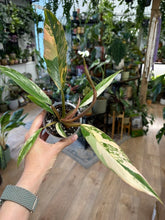 Kép betöltése a galériamegjelenítőbe: Philodendron caramel marble 8cm 4.
