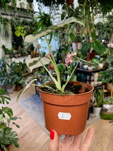 Kép betöltése a galériamegjelenítőbe: Alocasia &quot;Frydek&quot; variegata 2. - Tropical Home 
