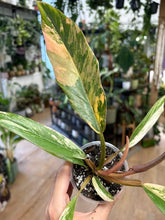 Kép betöltése a galériamegjelenítőbe: Philodendron caramel marble 8cm 4.
