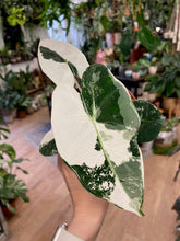 Kép betöltése a galériamegjelenítőbe: Alocasia &quot;Frydek&quot; variegata 2. - Tropical Home 
