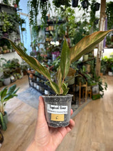 Kép betöltése a galériamegjelenítőbe: Philodendron caramel marble 8cm 6.
