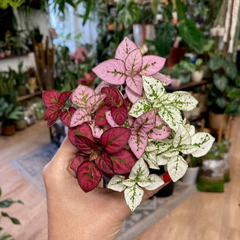 Hypoestes phyllostachya 