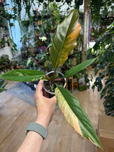 Kép betöltése a galériamegjelenítőbe: Philodendron caramel marble 8cm 5.
