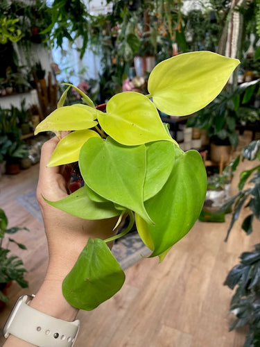Philodendron lemon lime - Szívlevelű filodendron lemon lime - Tropical Home 