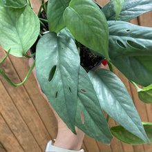 Kép betöltése a galériamegjelenítőbe: Epipremnum pinnatum &quot;Cebu blue&quot; - Tropical Home 
