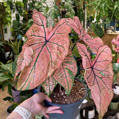 Caladium 