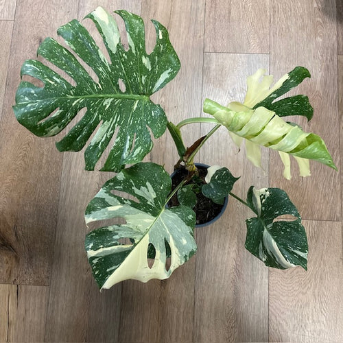 Monstera deliciosa “Thai constellation