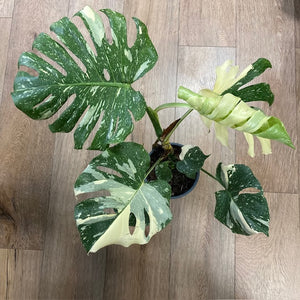 Monstera deliciosa “Thai constellation" 1.  17cm cserépátmérő - Tropical Home 