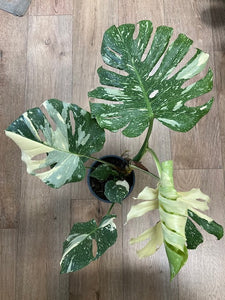 Monstera deliciosa “Thai constellation" 1.  17cm cserépátmérő - Tropical Home 