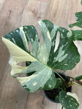 Kép betöltése a galériamegjelenítőbe: Monstera deliciosa “Thai constellation&quot; 1.  17cm cserépátmérő - Tropical Home 
